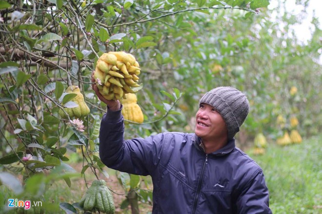Phật thủ chín sớm, quả đẹp giá 2 triệu - Ảnh 1.