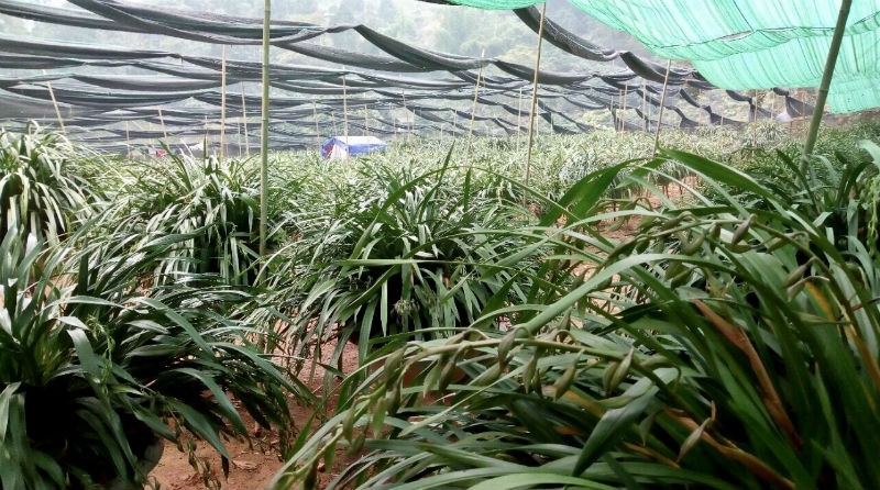 Chậu lan xanh ngọc huyền thoại: Cho thu&ecirc; để ngắm 100 triệu/th&aacute;ng - Ảnh 2.