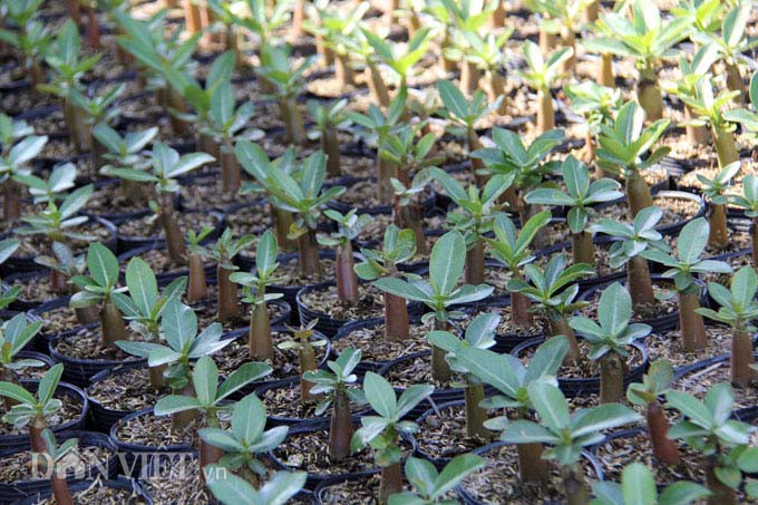Mê mẩn “biệt đội” sứ “chân dài” hiếm có ở miền Tây