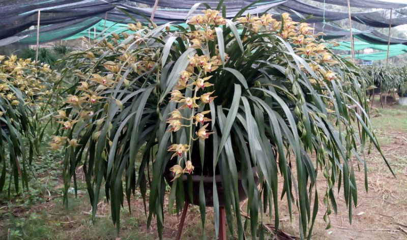 Chậu lan xanh ngọc huyền thoại: Cho thu&ecirc; để ngắm 100 triệu/th&aacute;ng - Ảnh 4.