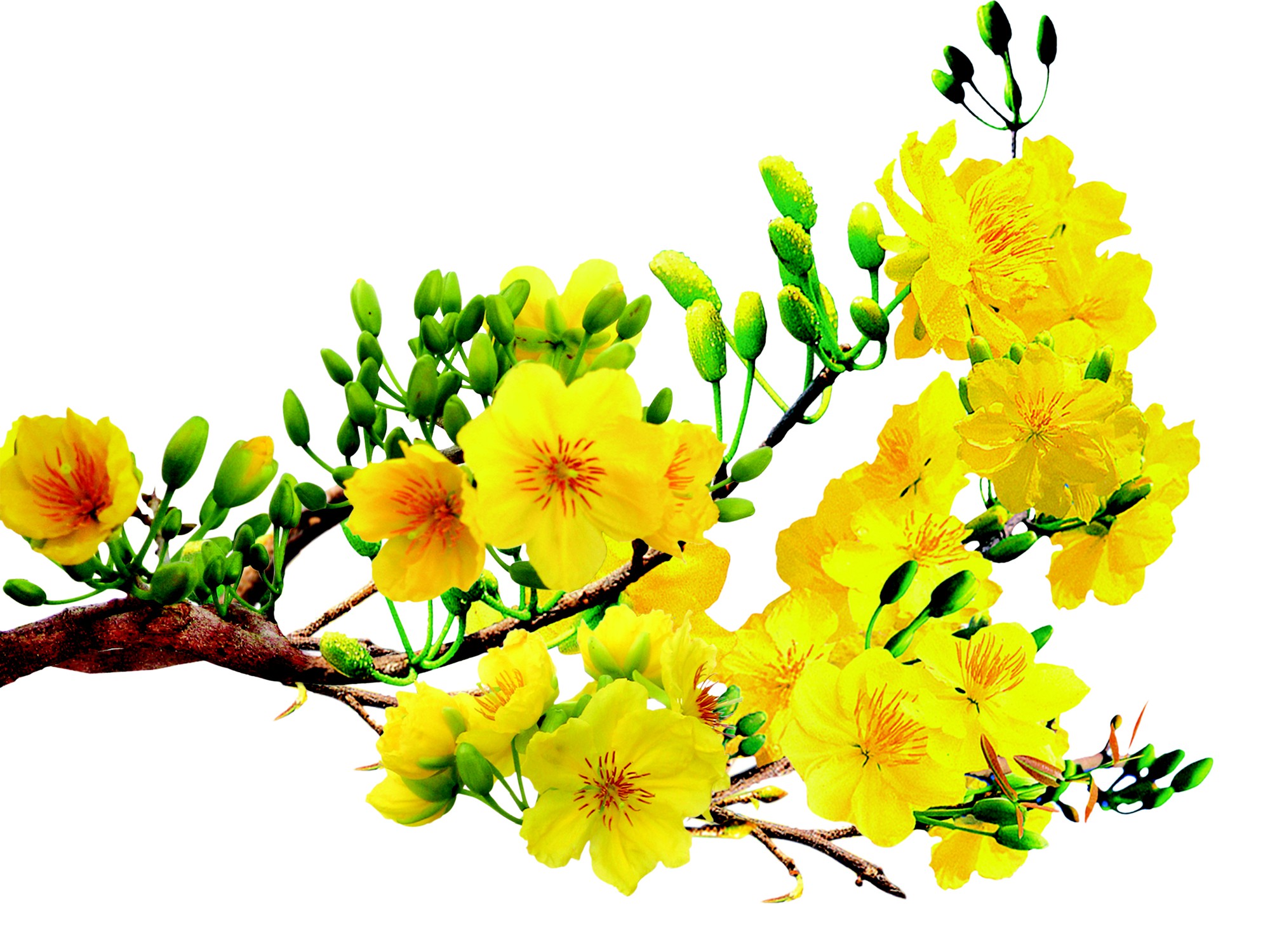 (Báo Xuân M4Tết 19.2) Cõi mai, cõi đời - Ảnh 1.