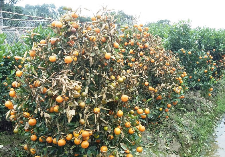 Người hàng xóm “đầu độc” 400 gốc quất cảnh Tết lãnh 30 tháng tù
