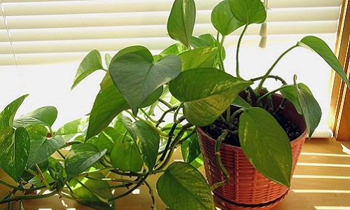 10 cây cảnh trang trí nhà tuyệt đẹp không lo tưới nước