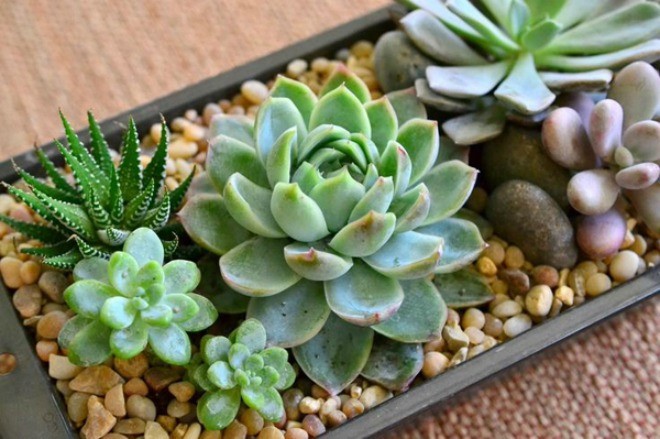 10 c&acirc;y cảnh trang tr&iacute; nh&agrave; tuyệt đẹp kh&ocirc;ng lo tưới nước - Ảnh 2.