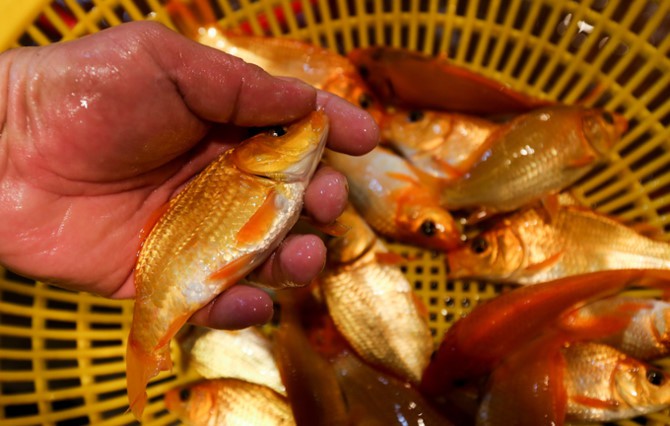 Nhộn nhịp mua c&aacute; ch&eacute;p l&uacute;c nửa đ&ecirc;m ở chợ lớn nhất S&agrave;i G&ograve;n - Ảnh 1.