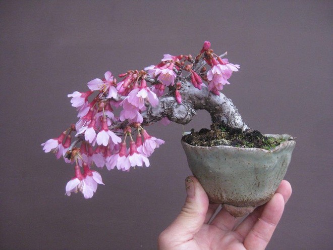  15 chậu bonsai mini si&ecirc;u đẹp trang tr&iacute; nh&agrave; dịp Tết  - Ảnh 1.