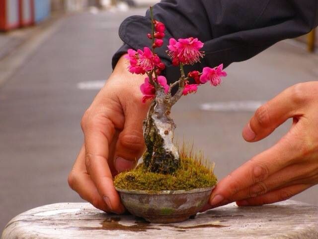 15 chậu bonsai mini si&ecirc;u đẹp trang tr&iacute; nh&agrave; dịp Tết  - Ảnh 2.