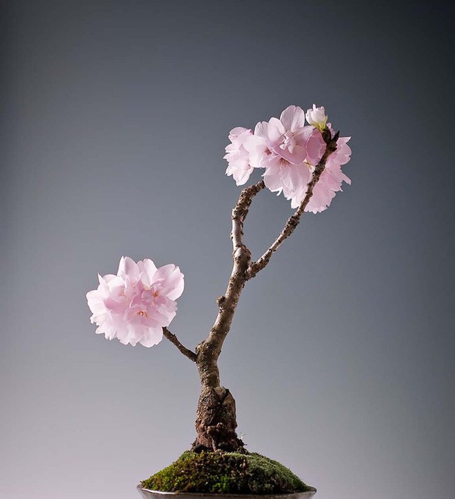 15 chậu bonsai mini si&ecirc;u đẹp trang tr&iacute; nh&agrave; dịp Tết  - Ảnh 11.