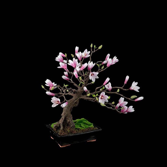  15 chậu bonsai mini si&ecirc;u đẹp trang tr&iacute; nh&agrave; dịp Tết  - Ảnh 12.