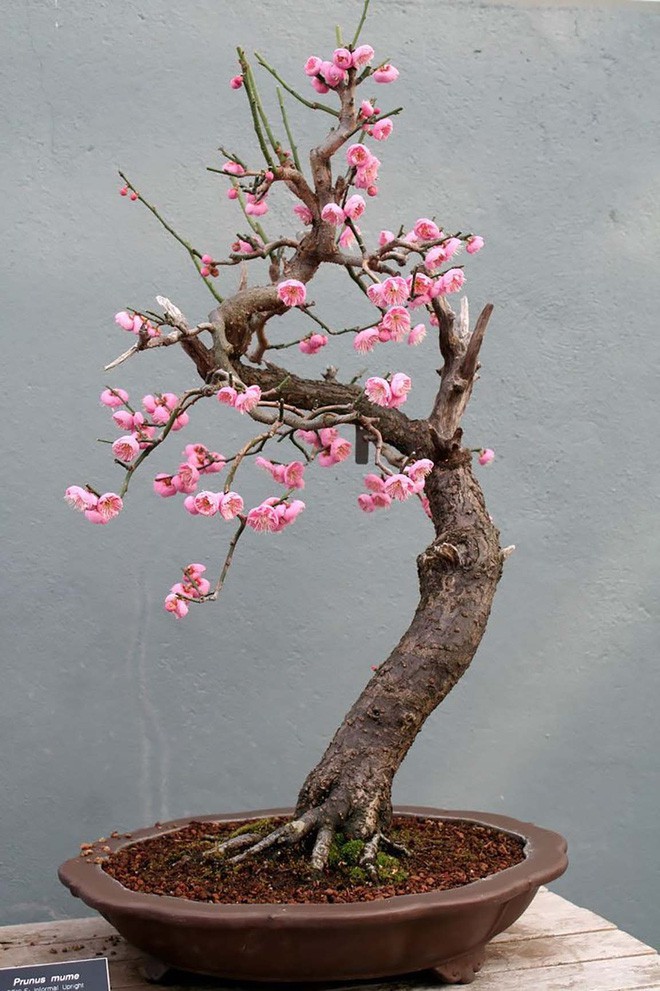  15 chậu bonsai mini si&ecirc;u đẹp trang tr&iacute; nh&agrave; dịp Tết  - Ảnh 13.