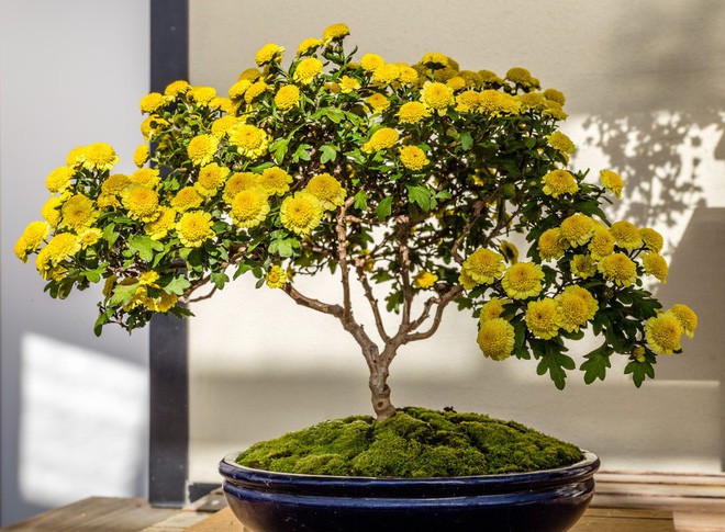  15 chậu bonsai mini si&ecirc;u đẹp trang tr&iacute; nh&agrave; dịp Tết  - Ảnh 14.