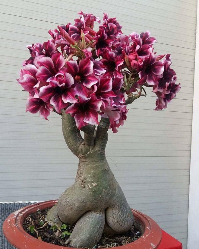  15 chậu bonsai mini si&ecirc;u đẹp trang tr&iacute; nh&agrave; dịp Tết  - Ảnh 3.