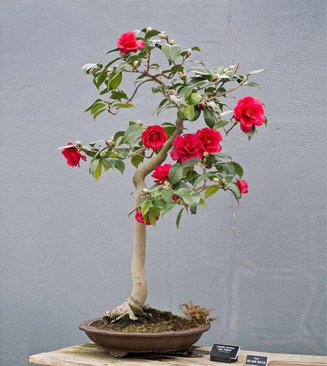  15 chậu bonsai mini si&ecirc;u đẹp trang tr&iacute; nh&agrave; dịp Tết  - Ảnh 5.