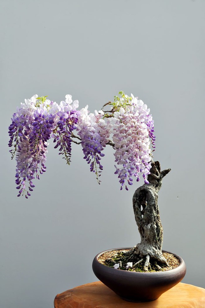  15 chậu bonsai mini si&ecirc;u đẹp trang tr&iacute; nh&agrave; dịp Tết  - Ảnh 6.