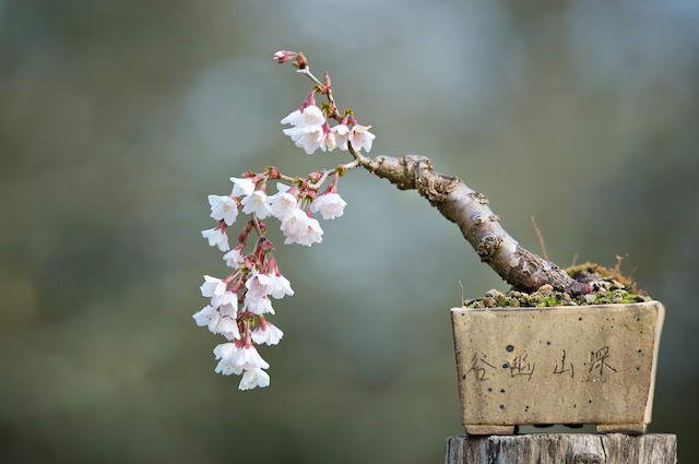  15 chậu bonsai mini si&ecirc;u đẹp trang tr&iacute; nh&agrave; dịp Tết  - Ảnh 7.