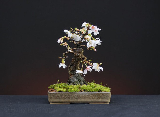  15 chậu bonsai mini si&ecirc;u đẹp trang tr&iacute; nh&agrave; dịp Tết  - Ảnh 8.