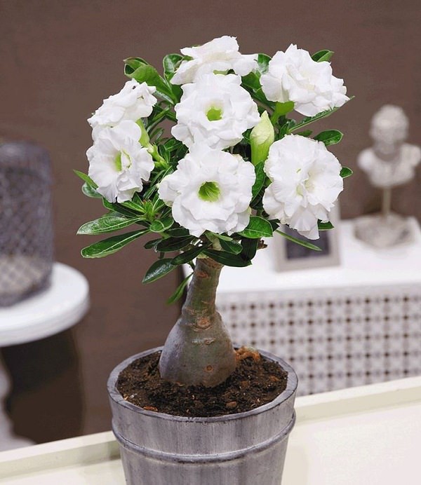  15 chậu bonsai mini si&ecirc;u đẹp trang tr&iacute; nh&agrave; dịp Tết  - Ảnh 9.