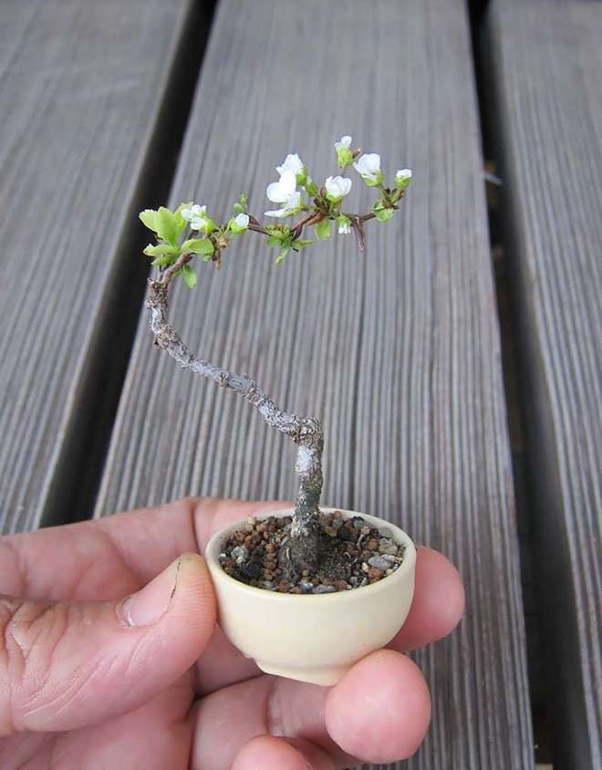  15 chậu bonsai mini si&ecirc;u đẹp trang tr&iacute; nh&agrave; dịp Tết  - Ảnh 10.
