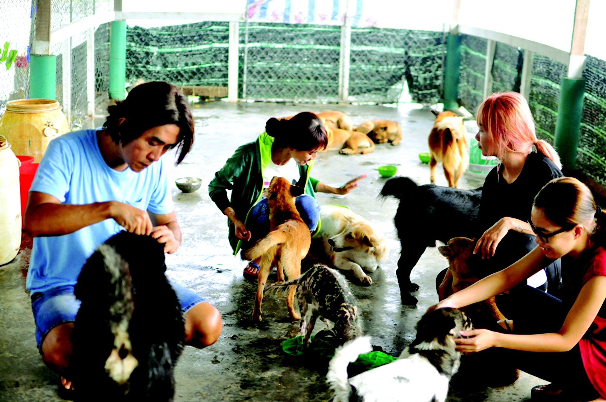 Giải cứu cún cưng