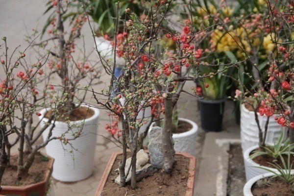 Mai đỏ Trung Quốc đổ bộ cận Tết, giá bạc triệu - Ảnh 2.