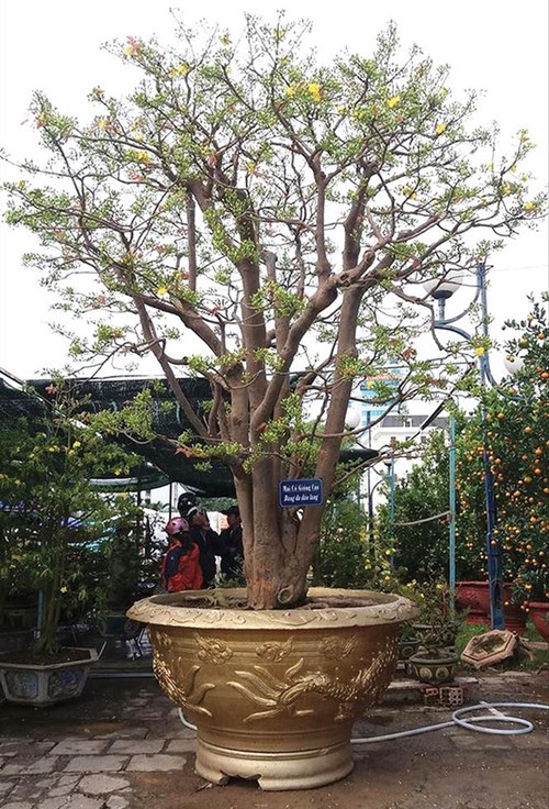 C&acirc;y mai cổ thụ chơi Tết gi&aacute; 3 tỷ đồng ở Đ&agrave; Nẵng - Ảnh 1.