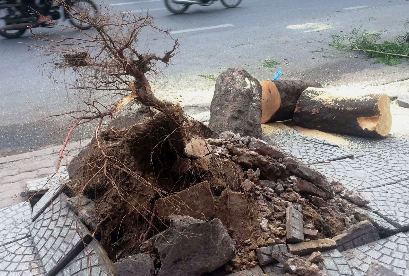 Cây xanh bật gốc quật trúng 2 người sáng tiễn ông Táo