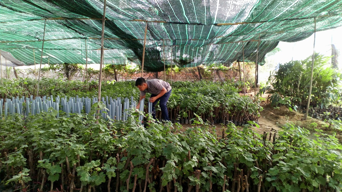 Độc đ&aacute;o nho kiểng Ninh Thuận bội thu dịp Tết - Ảnh 1.