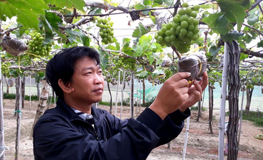 Độc đ&aacute;o nho kiểng Ninh Thuận bội thu dịp Tết - Ảnh 2.