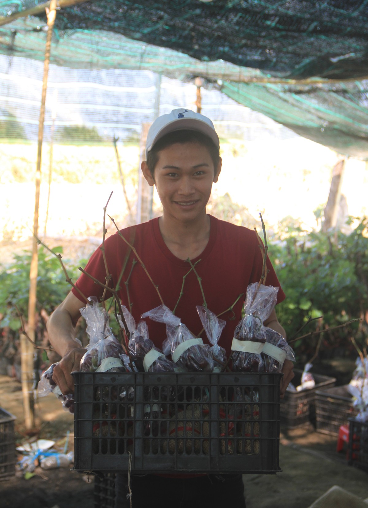 Độc đ&aacute;o nho kiểng Ninh Thuận bội thu dịp Tết - Ảnh 3.