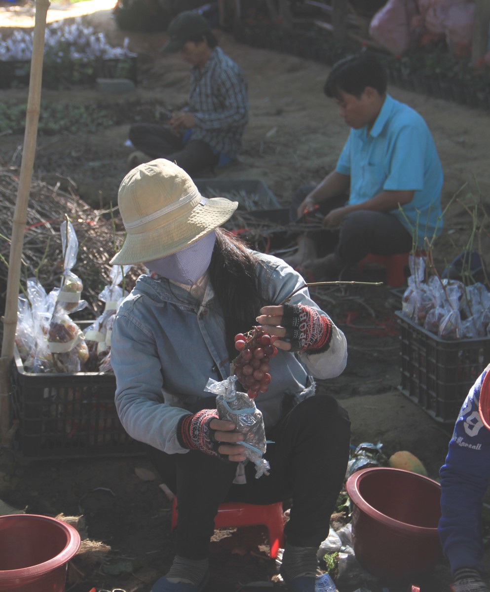 Độc đ&aacute;o nho kiểng Ninh Thuận bội thu dịp Tết - Ảnh 5.