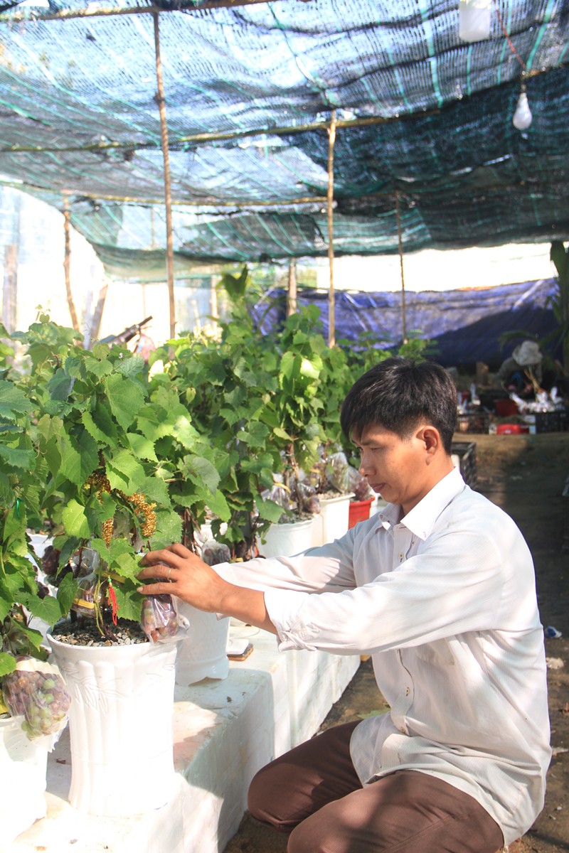 Độc đ&aacute;o nho kiểng Ninh Thuận bội thu dịp Tết - Ảnh 6.