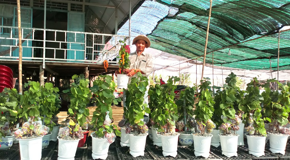 Độc đ&aacute;o nho kiểng Ninh Thuận bội thu dịp Tết - Ảnh 8.
