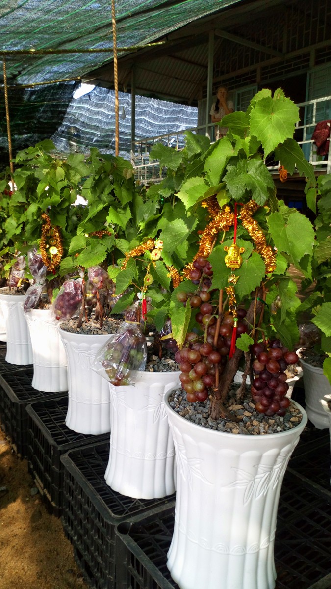 Độc đ&aacute;o nho kiểng Ninh Thuận bội thu dịp Tết - Ảnh 7.