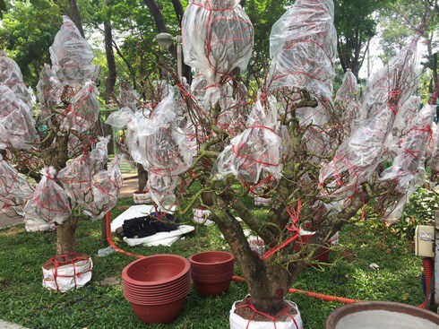 Hoa kiểng Tết gi&aacute; trăm triệu vẫn c&oacute; người hỏi mua - Ảnh 1.