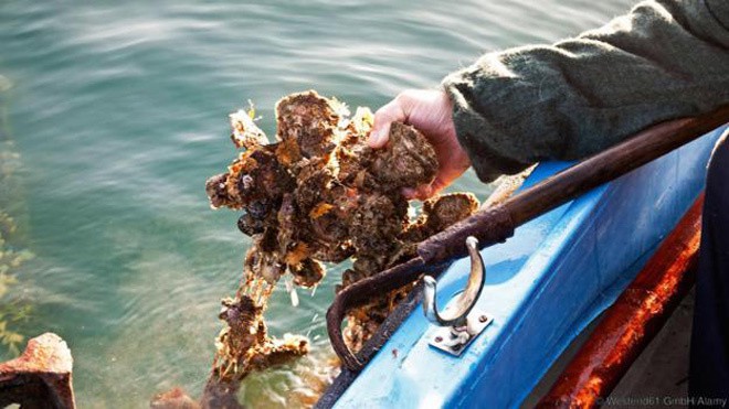 M&oacute;n h&agrave;u nức danh &lsquo;ăn v&agrave;o l&agrave; sung&rsquo; của Croatia - Ảnh 5.