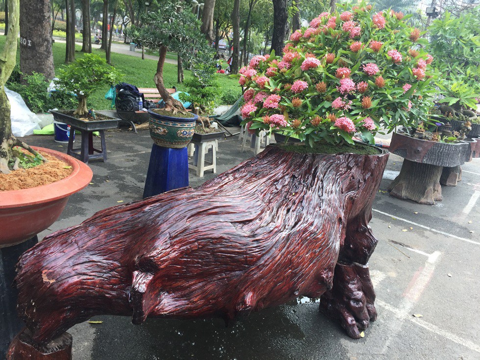 Hoa kiểng Tết gi&aacute; trăm triệu vẫn c&oacute; người hỏi mua - Ảnh 9.