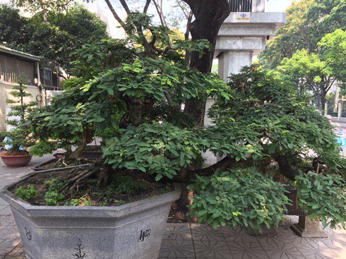 Hoa kiểng Tết gi&aacute; trăm triệu vẫn c&oacute; người hỏi mua - Ảnh 8.