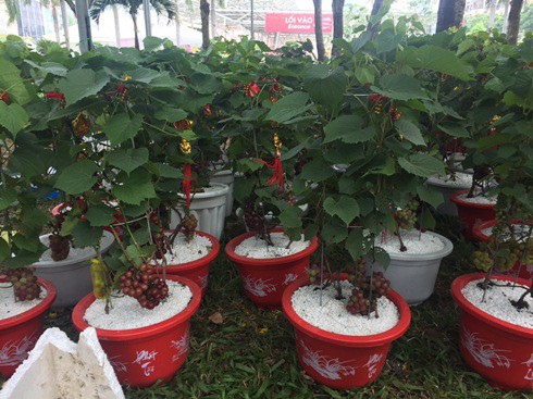 Hoa kiểng Tết gi&aacute; trăm triệu vẫn c&oacute; người hỏi mua - Ảnh 6.