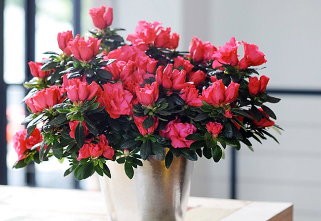 Những loại hoa chơi Tết siêu đẹp, siêu độc tính cần cảnh giác - Ảnh 4.
