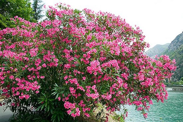 Những loại hoa chơi Tết "siêu đẹp, siêu độc tính" cần cảnh giác