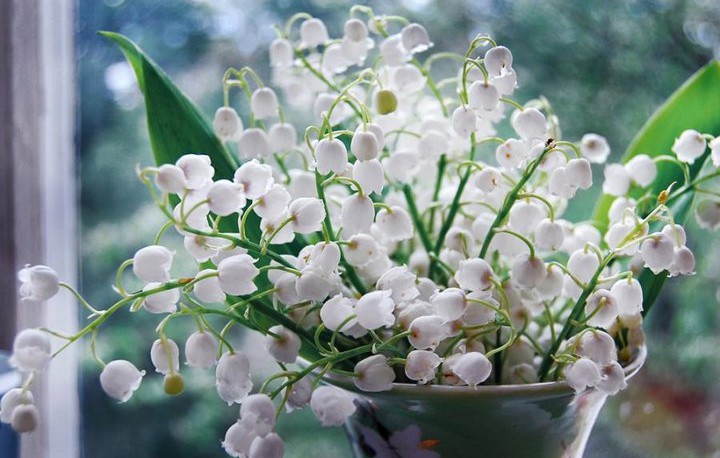 Những loại hoa chơi Tết siêu đẹp, siêu độc tính cần cảnh giác - Ảnh 7.