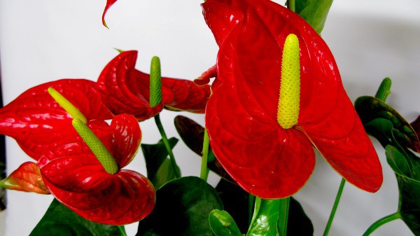 Những loại hoa chơi Tết siêu đẹp, siêu độc tính cần cảnh giác - Ảnh 8.