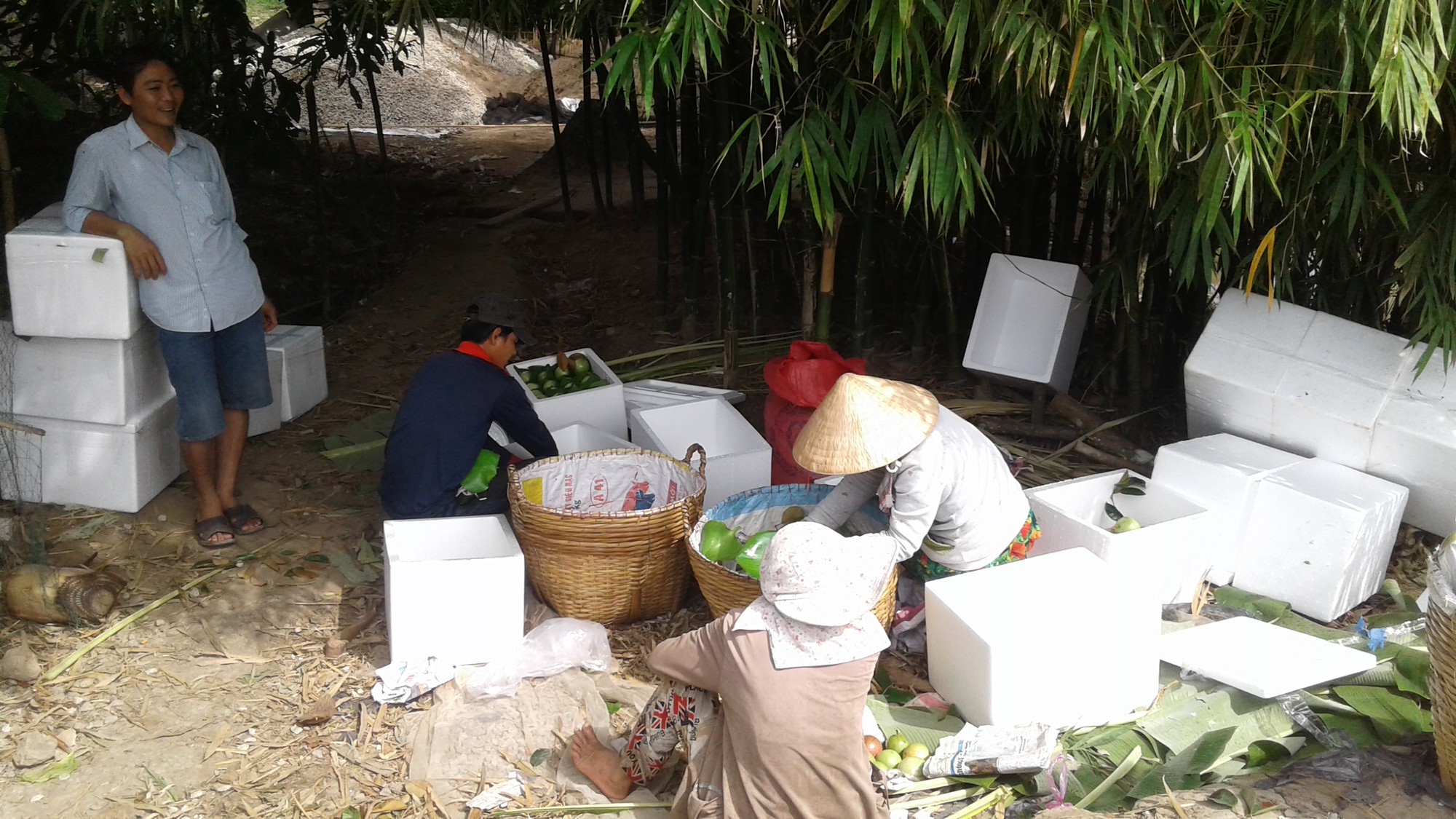 Lý do vú sữa tím ở miền Tây được mùa, đắt giá - Ảnh 4.