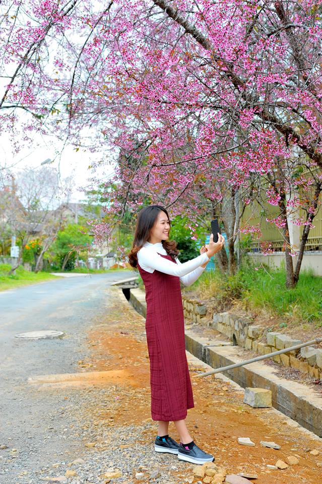 Mai Anh Đ&agrave;o khoe sắc rực rỡ khắp TP Đ&agrave; Lạt - Ảnh 6.