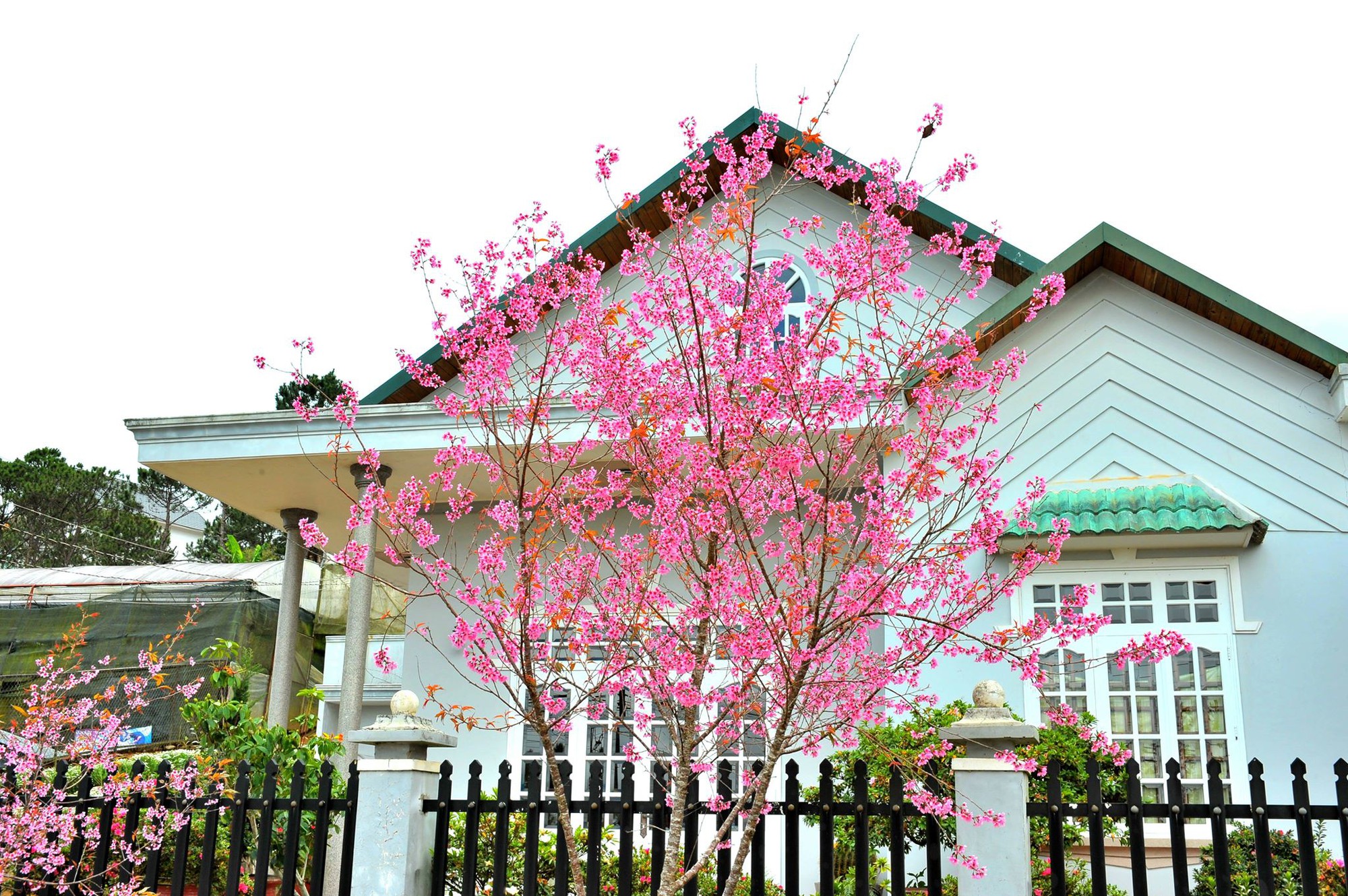 Mai Anh Đ&agrave;o khoe sắc rực rỡ khắp TP Đ&agrave; Lạt - Ảnh 2.