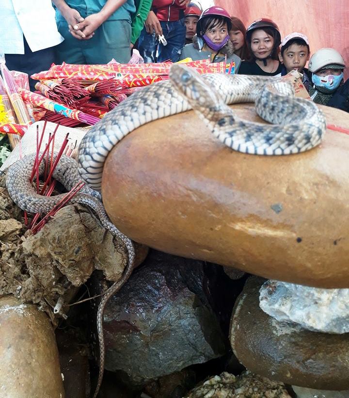 Dân ùn ùn xem mẹ con "rắn thần" xuất hiện trên mộ vô danh