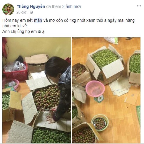Mận đầu m&ugrave;a gi&aacute; ch&aacute;t 150.000 đồng/kg - Ảnh 1.