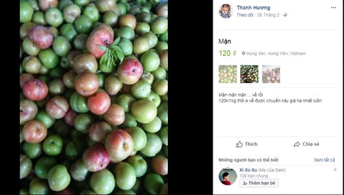 Mận đầu m&ugrave;a gi&aacute; ch&aacute;t 150.000 đồng/kg - Ảnh 2.