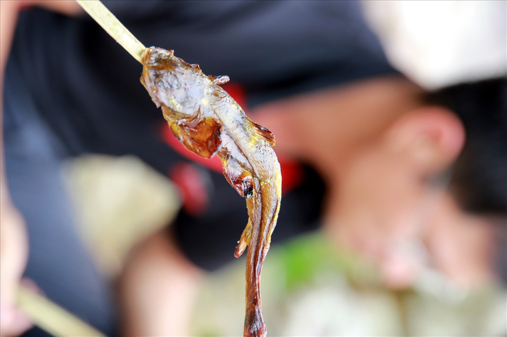 Đi tìm loài cá cực quí chỉ có trên dãy Hoàng Liên Sơn