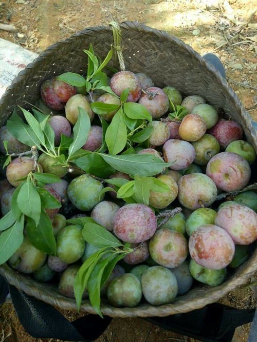 Mận đầu m&ugrave;a gi&aacute; ch&aacute;t 150.000 đồng/kg - Ảnh 5.